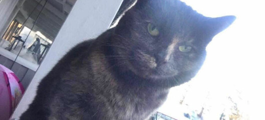 Katten Sooki i Pilgrimstad kan ha blivit ihjälslagen