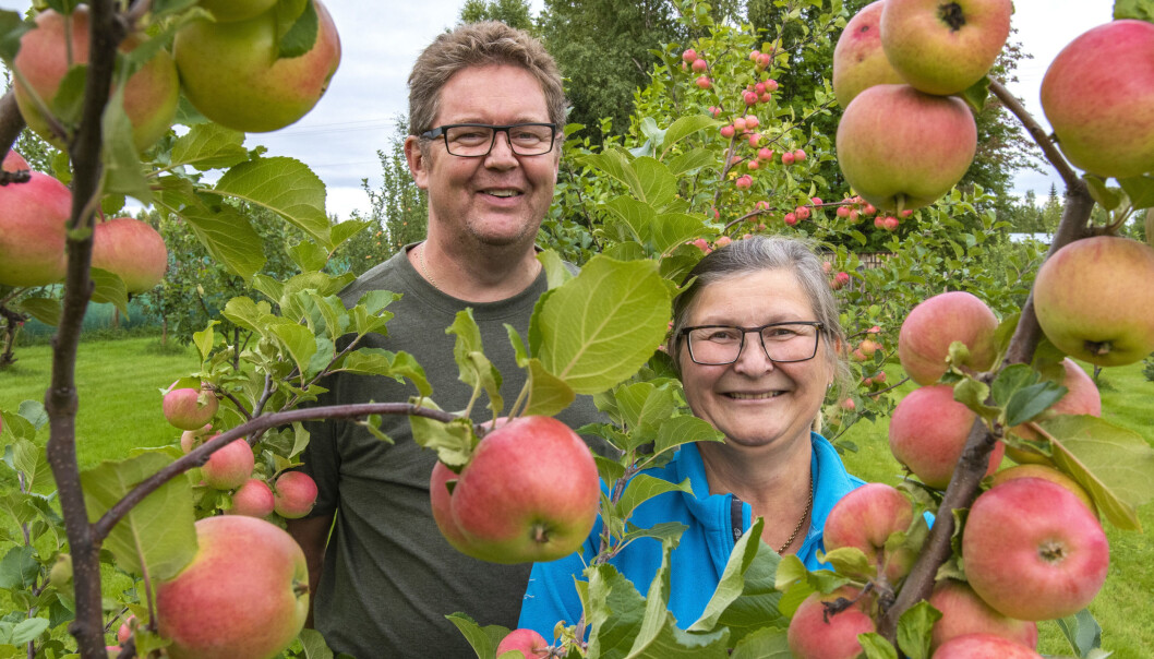 Mikael och Sara Wallin i sin sjuåriga fruktträdgård i Stensån. Mikael och Sara Wallin i sin sjuåriga fruktträdgård i Stensån.