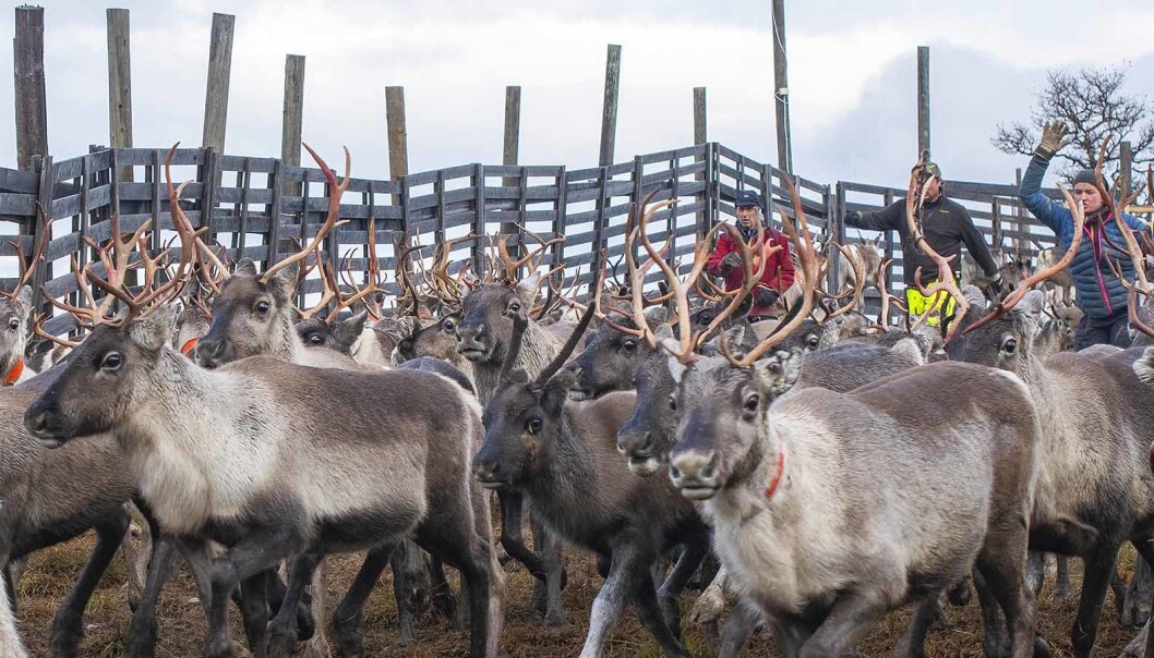 60 renar på väg in i den så kallade silen, där renarna sorteras. Några går till slakt och andra springer vidare ut på fjällhedarna. 60 renar på väg in i den så kallade silen, där renarna sorteras. Några går till slakt och andra springer vidare ut på fjällhedarna.