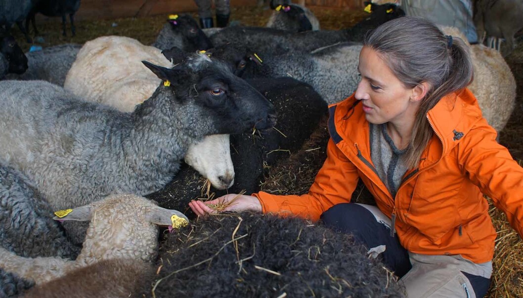Erika mitt ibland fåren som ger ull till sina olika alster som tillverkas i Laxviken. Erika mitt ibland fåren som ger ull till sina olika alster som tillverkas i Laxviken.
