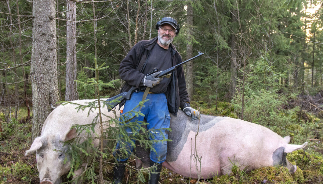 Vi promenerar till den närmaste grishagen och hälsar på tre rejäla suggor som ser ut att trivas gott. De hälsar på sin bonde och en av dem, Majsan, kommer fram till mig och hennes vänliga sätt att hälsa får mig att känna mig välkommen i hagen. Vi promenerar till den närmaste grishagen och hälsar på tre rejäla suggor som ser ut att trivas gott. De hälsar på sin bonde och en av dem, Majsan, kommer fram till mig och hennes vänliga sätt att hälsa får mig att känna mig välkommen i hagen.