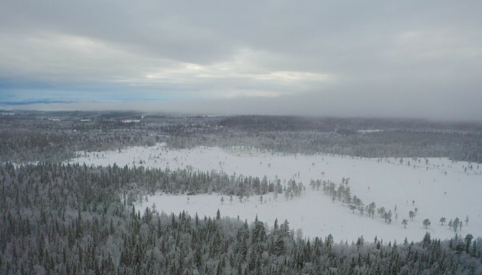 Det finns stora naturvärden i den här skogen i västra Offerdal Nordbyn Vallsta.