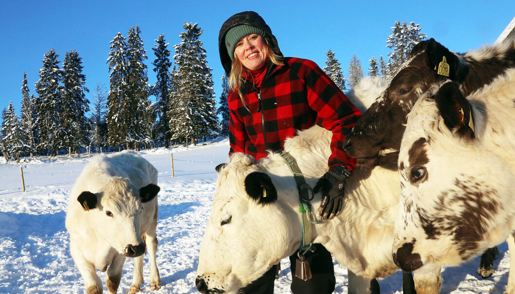 Cirkeln sluten, Erika har sålt gården i Särvsjö och flyttat hem. Där har pappa Per-Martin köttdjur och Erika har idag 15 kor. Cirkeln sluten, Erika har sålt gården i Särvsjö och flyttat hem. Där har pappa Per-Martin köttdjur och Erika har idag 15 kor.