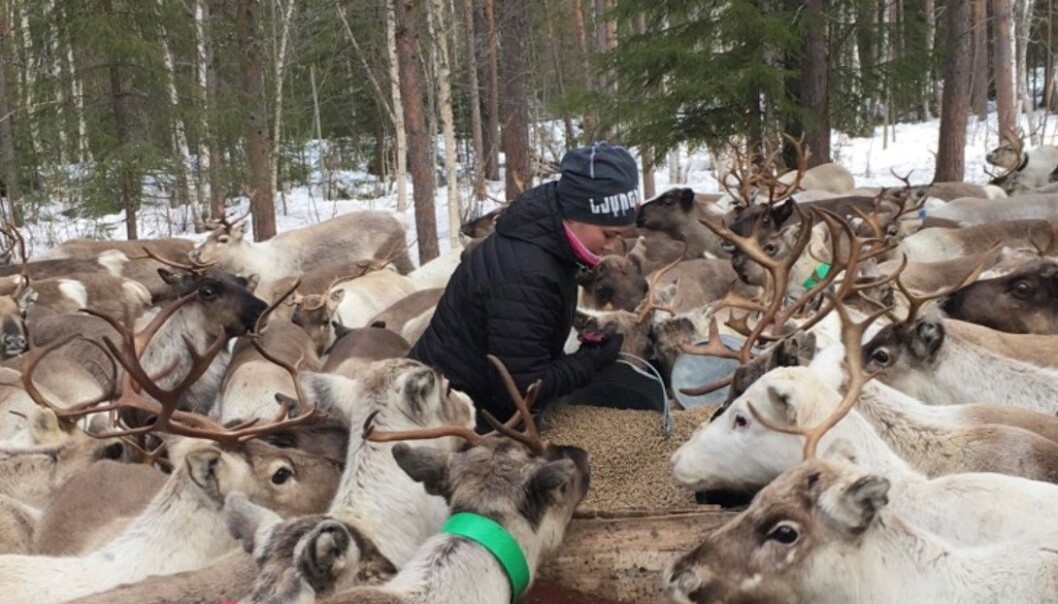Renarna utfodras av skribentens syster. Renarna utfodras av skribentens syster.