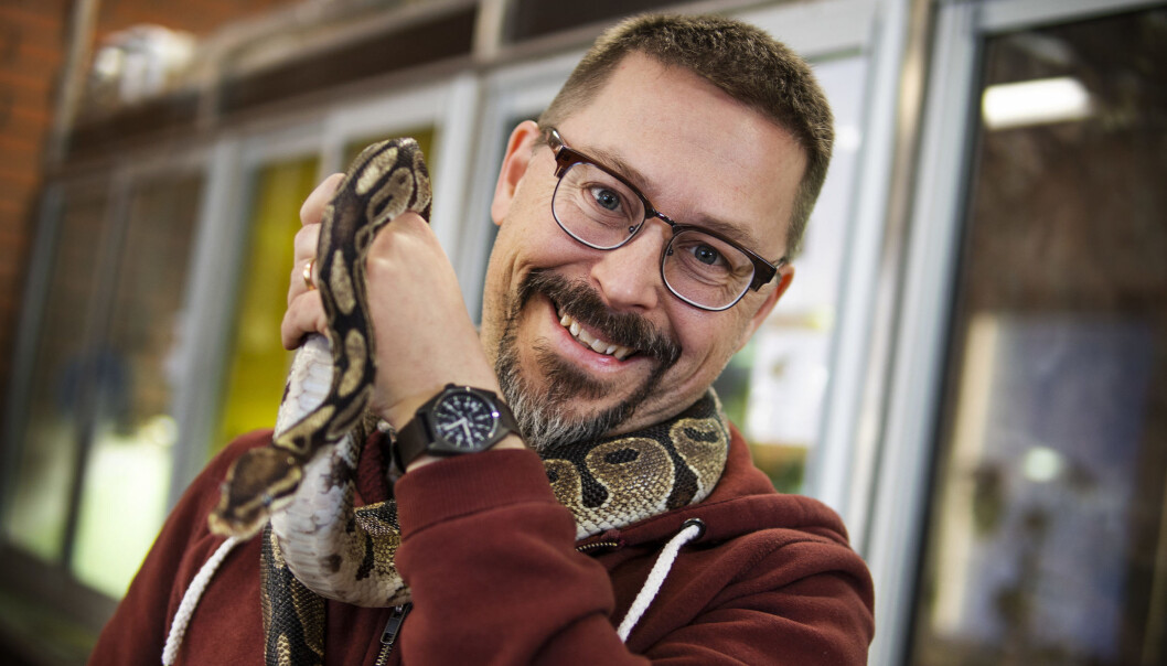 Oscar Amrén, rektor på Jämtlands Gymnasium Torsta, med pytonormen Putte, i Torstas djurhus. Oscar Amrén, rektor på Jämtlands Gymnasium Torsta, med pytonormen Putte, i Torstas djurhus.
