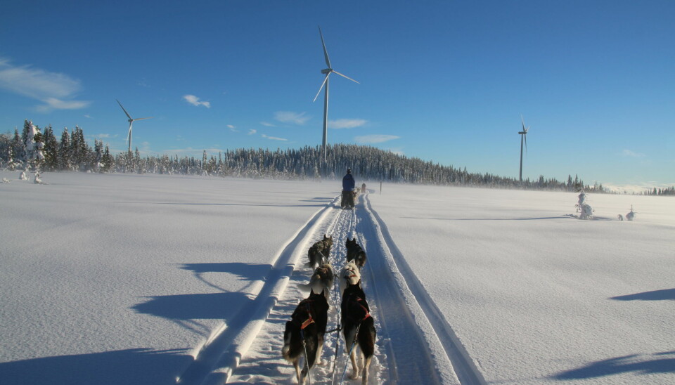 De europeiska turisterna som besöker Siberian Adventure  låter sig inte störas av vindkraftparken i Havsnäs. En park som nu hotas av konkurs.