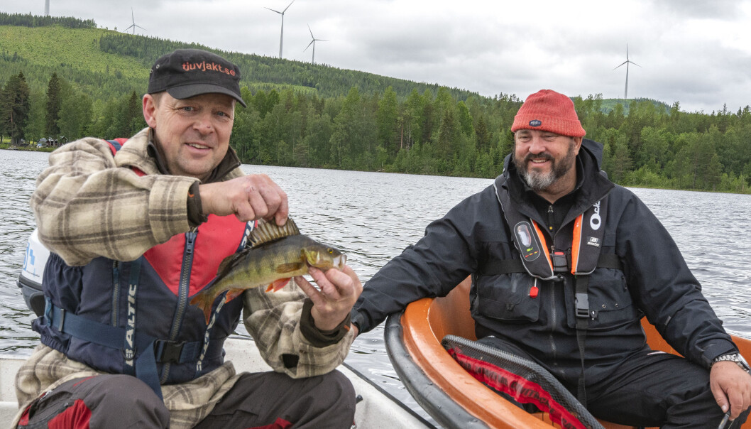 Martin Bodin, som körde följebåten i Handsjön, fick en fin tre hektos abborre när JT var med. Johan Broman fick vänta tills kvällsgäddorna högg på hans krokar. Martin Bodin, som körde följebåten i Handsjön, fick en fin tre hektos abborre när JT var med. Johan Broman fick vänta tills kvällsgäddorna högg på hans krokar.
