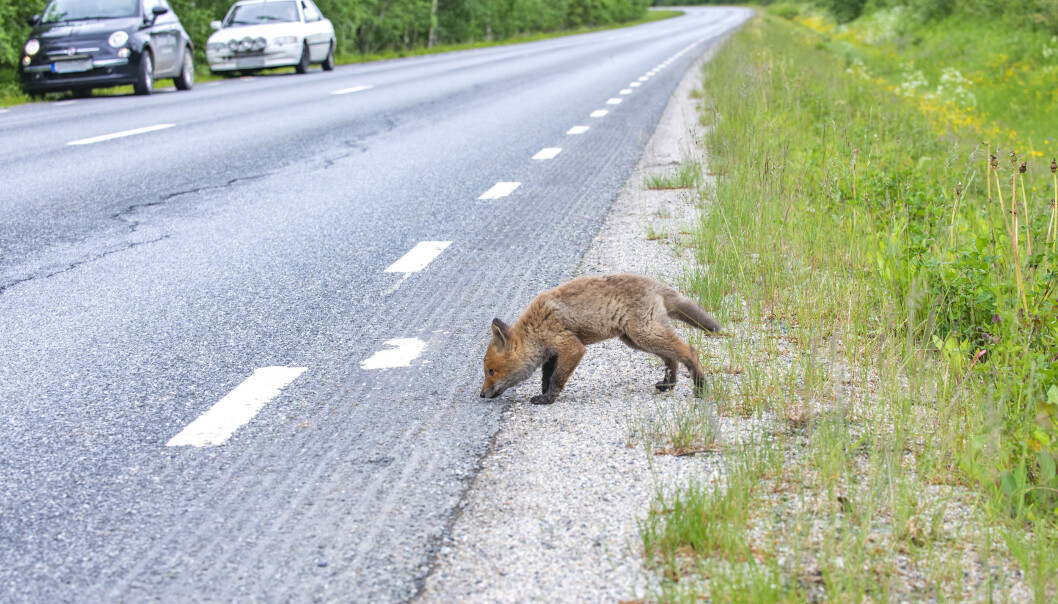 Den, cirka två-tre veckor gamla, lilla rävungen ville raska över väg 315. Den, cirka två-tre veckor gamla, lilla rävungen ville raska över väg 315.