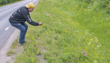 – När jag kom åkandes såg jag bara den första rävungen på vägen och trodde det var en katt först. Jag stannade till och följde den i diket en bit och strax därpå såg jag den andra rävungen 100 meter längre bort, berättar Rudi Andersson som bor i Handsjöbyn några kilometer från platsen för rävfyndet. – När jag kom åkandes såg jag bara den första rävungen på vägen och trodde det var en katt först. Jag stannade till och följde den i diket en bit och strax därpå såg jag den andra rävungen 100 meter längre bort, berättar Rudi Andersson som bor i Handsjöbyn några kilometer från platsen för rävfyndet.