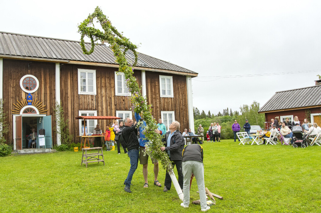 Fyra män reste den midsommarblomsterprydda midsommarstången i Brunflo. Fyra män reste den midsommarblomsterprydda midsommarstången i Brunflo.