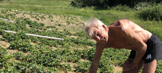 Per-Anders i Gevåg spår bra skörd för sina jordgubbar – första jämtgubbarna plockade