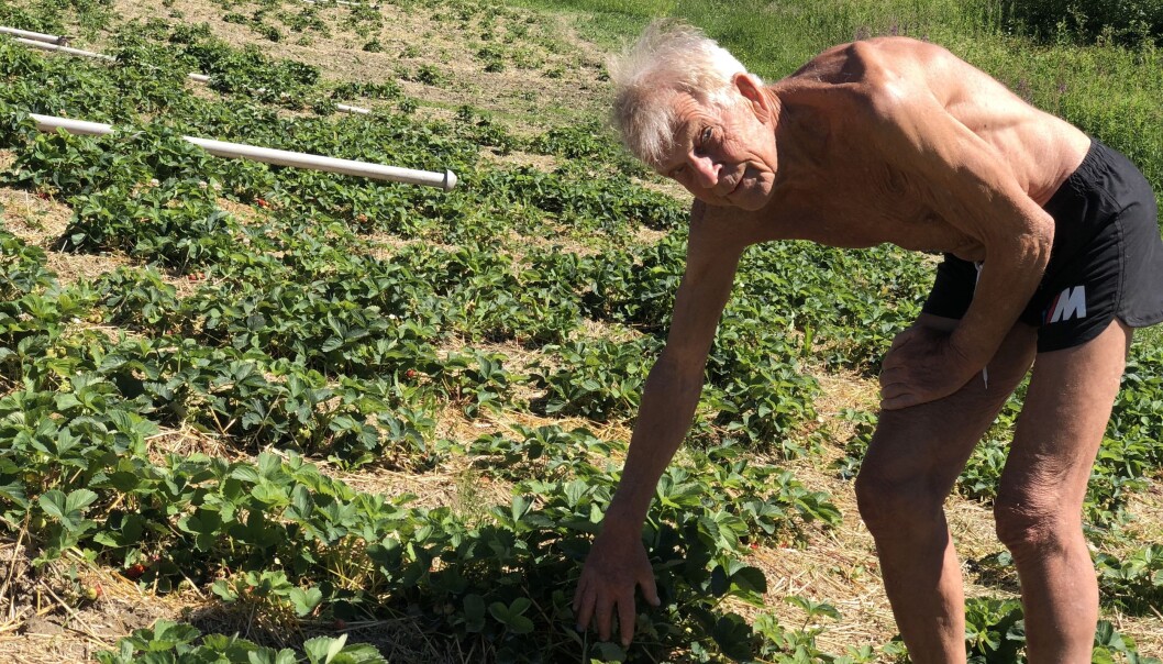 Per-Anders Persson har odlat jordgubbar i Gevåg i över sextio år och årets skörd ser ut att bli bra. Per-Anders Persson har odlat jordgubbar i Gevåg i över sextio år och årets skörd ser ut att bli bra.