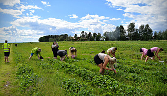 Många plockar jordgubbar på Rödön varje sommar och har blivit snabba på att hitta de största mest röda bären. Många plockar jordgubbar på Rödön varje sommar och har blivit snabba på att hitta de största mest röda bären.