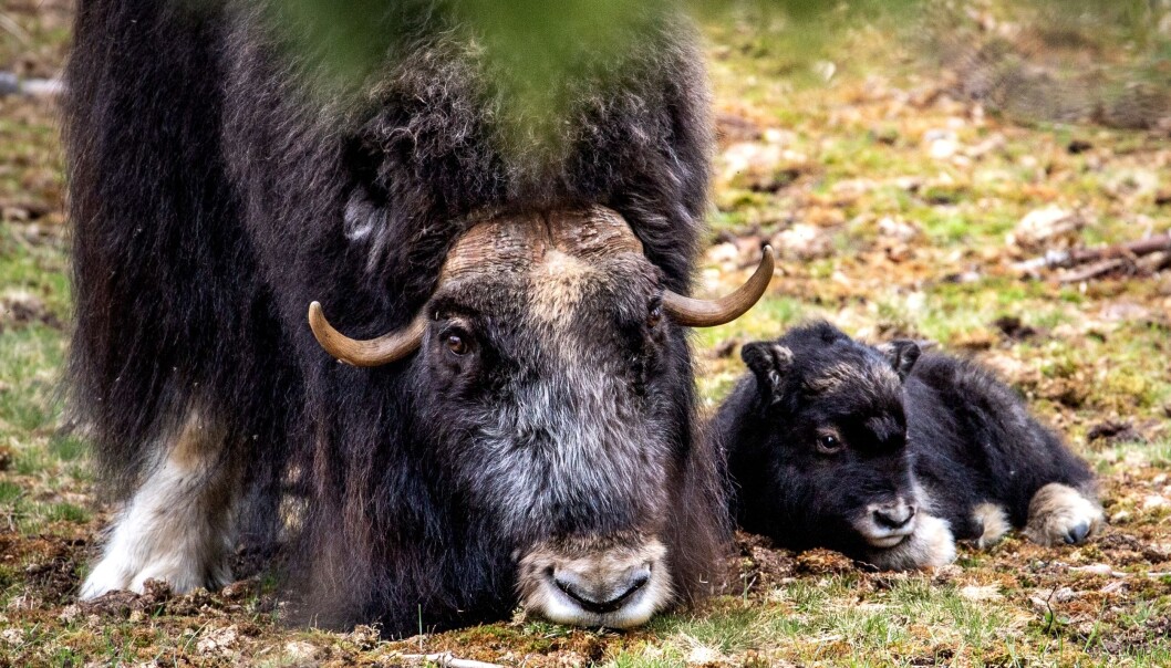 Mamma Helga och den nyfödda kalven vilar och tar det lugnt. Det är Helgas första kalv i år. Foto: Emeli Nilsson Mamma Helga och den nyfödda kalven vilar och tar det lugnt. Det är Helgas första kalv i år. Foto: Emeli Nilsson