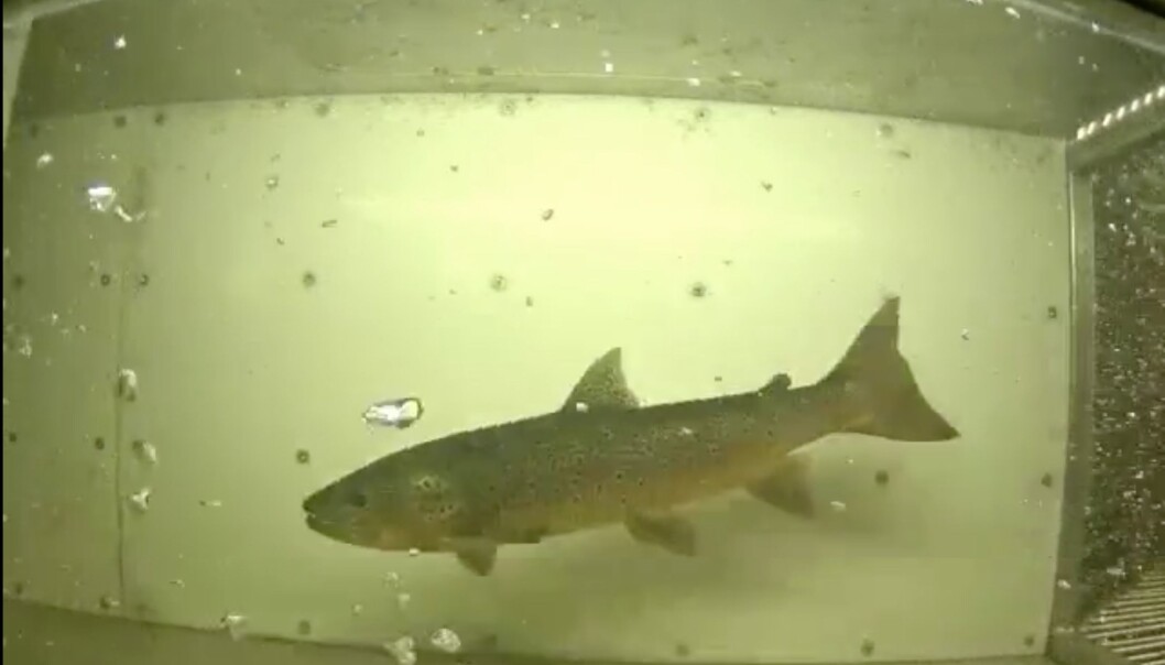 Den ensamma Bågedeöring som vandrat upp i fisktrappan i år Den ensamma Bågedeöring som vandrat upp i fisktrappan i år