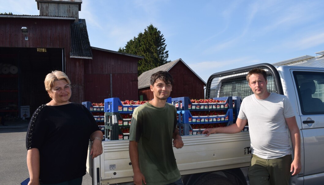 Litauiska Violeta till vänster plockar för femtonde året, landsmannen Povilas för åttonde. Längst till höger Claes Moberg. Litauiska Violeta till vänster plockar för femtonde året, landsmannen Povilas för åttonde. Längst till höger Claes Moberg.