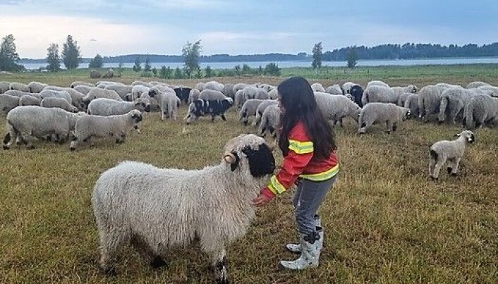 Livia träffar walliska svartnosfår för första gången hos Marita. Sex av fåren följde med hem till Alsen. Livia träffar walliska svartnosfår för första gången hos Marita. Sex av fåren följde med hem till Alsen.