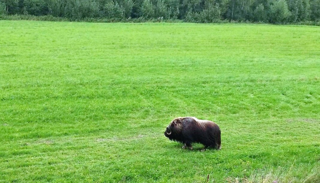 – Häftigt att han dök upp. Jag var så tyst jag kunde, jag ville inte störa honom, säger jägaren Åke Lundqvist, Svedje. Foto: Åke Lundqvist – Häftigt att han dök upp. Jag var så tyst jag kunde, jag ville inte störa honom, säger jägaren Åke Lundqvist, Svedje. Foto: Åke Lundqvist