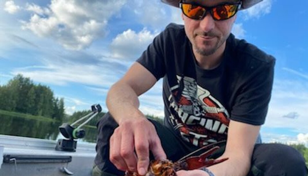 Anders Sjödin, styrelsemedlem i Rossöns fiskevårdsområdesförening, med lyckad fångst från provfiskeburarna under introduktionskvällen. Fiskekorten sålde slut till premiärkvällen, men det finns några kvar till den kommande helgens kräftfiske. Foto: Erik Bryntesson Anders Sjödin, styrelsemedlem i Rossöns fiskevårdsområdesförening, med lyckad fångst från provfiskeburarna under introduktionskvällen. Fiskekorten sålde slut till premiärkvällen, men det finns några kvar till den kommande helgens kräftfiske. Foto: Erik Bryntesson