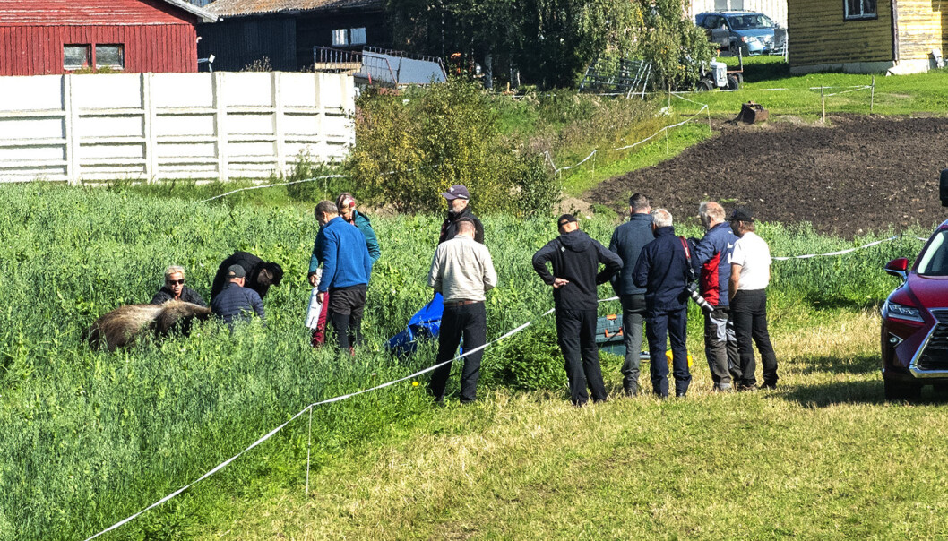 – Jag var orolig innan, det är mycket som kan gå fel. Han var på en utmärkt plats där vi kunde genomföra insatsen på bästa sätt. Det blev bra ur alla aspekter, jag är väldigt nöjd, säger en lättad Martin Trostemo viltsamordnare polisen Jämtland. – Jag var orolig innan, det är mycket som kan gå fel. Han var på en utmärkt plats där vi kunde genomföra insatsen på bästa sätt. Det blev bra ur alla aspekter, jag är väldigt nöjd, säger en lättad Martin Trostemo viltsamordnare polisen Jämtland.