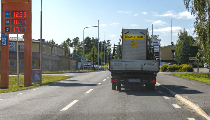Brutus fraktades med pickup till Myskoxcentrum i Härjedalen. JT erfar att transporten gått bra och att Brutus nu finns i hägnet i Tännäs. Brutus fraktades med pickup till Myskoxcentrum i Härjedalen. JT erfar att transporten gått bra och att Brutus nu finns i hägnet i Tännäs.