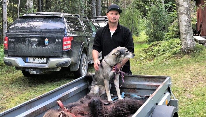 Mattias Bergmark från Nolsjö med sin hund Bringe, sköt sin andra björn på jaktens första dag. En hane med en passad vikt på 79 kilo fälldes med ett bogskott i Svaningen där Mattias var gästjägare. – Björnar är fascinerande djur, säger Mattias. Mattias Bergmark från Nolsjö med sin hund Bringe, sköt sin andra björn på jaktens första dag. En hane med en passad vikt på 79 kilo fälldes med ett bogskott i Svaningen där Mattias var gästjägare. – Björnar är fascinerande djur, säger Mattias.