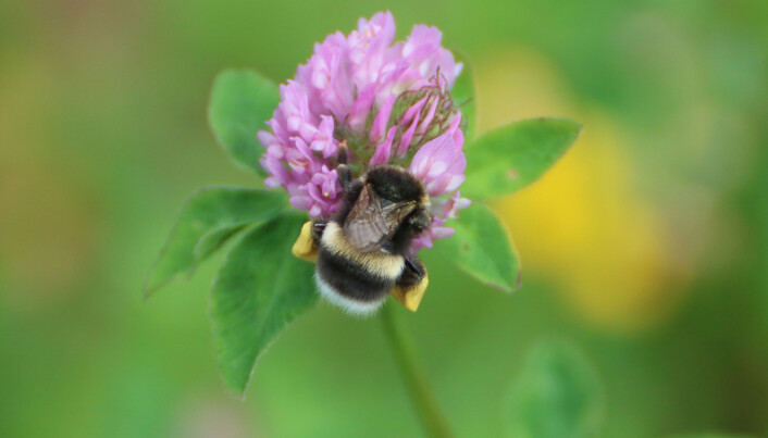 Pollinerande Humla Pollinerande Humla
