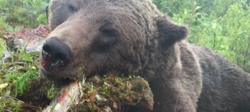 Björnjakten ska bli mer effektiv – nya jaktvårdsområden kan införas