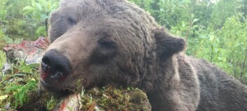 Inga uppköpare av björnkött i år – jägare tvingas gräva ned köttet