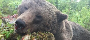 Tilldelningen klar för björnjakten – 220 får fällas