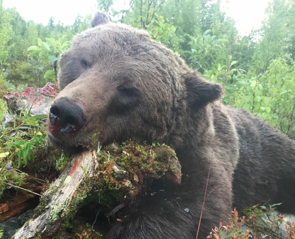 I år blev tilldelningen 220 björnar som ska skjutas.