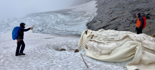 Världsunikt experiment lyckades på Helags – dukar av ull kan rädda våra glaciärer