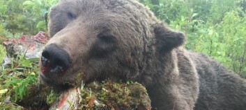 Björnjakten avslutad – målet uppnåddes inte – kan komma att läggas på nästa års tilldelning