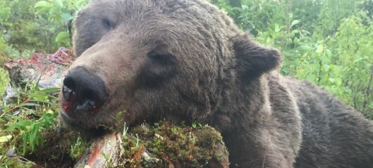 Björnjakten avslutad – målet uppnåddes inte – kan komma att läggas på nästa års tilldelning