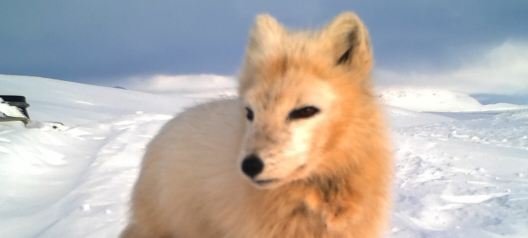 Tusentals djur riskerar att dö i Gydas spår – oro i Frostviken för fjällräven