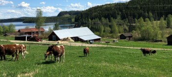 Oro bland kvarvarande mjölkbönder i Bräcke kommun: “Skrämmande utveckling”