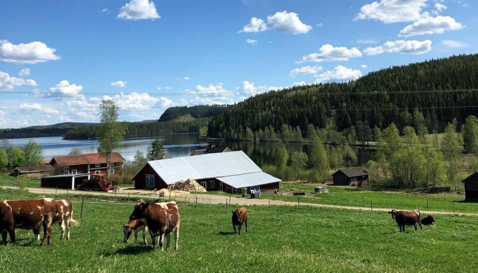 På gården i Skylnäs finns i dag 45 mjölkkor. Foto: Framgården.