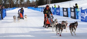 Östersunds Skidstadion fylldes med hundar när Draghunds-VM avgjordes