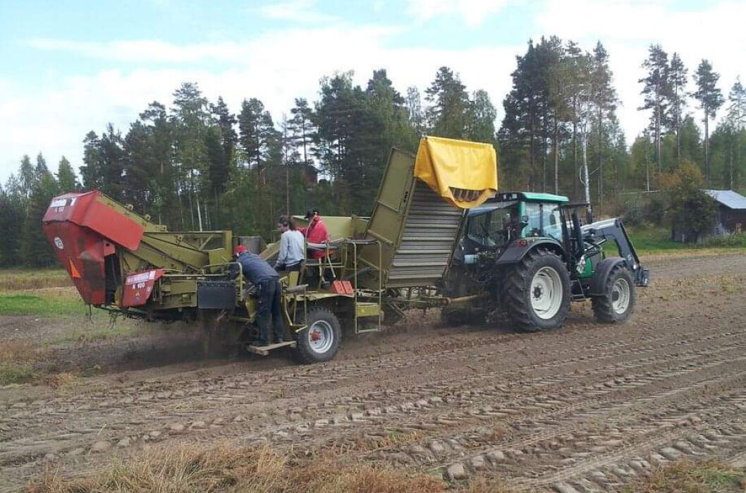 I vår sätts den sista potatisen i Byvallen, det som kommer upp till hösten ska levereras till Härjedalens kommun. I vår sätts den sista potatisen i Byvallen, det som kommer upp till hösten ska levereras till Härjedalens kommun.