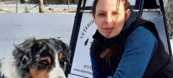 Veterinärens oro över bensinpriserna: “Riskerar att bli ett djurskyddsproblem” Veterinärens oro över bensinpriserna: “Riskerar att bli ett djurskyddsproblem”