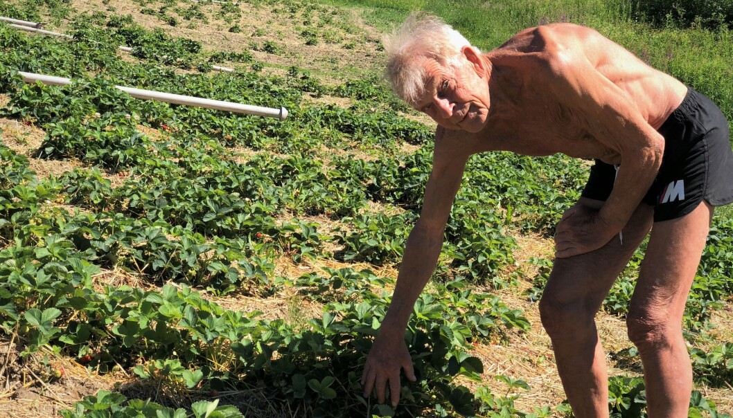 Per-Anders Persson är jordgubbsodlare i Gevåg. Foto: Gunnar Orvegård. Arkivbild Per-Anders Persson är jordgubbsodlare i Gevåg. Foto: Gunnar Orvegård. Arkivbild