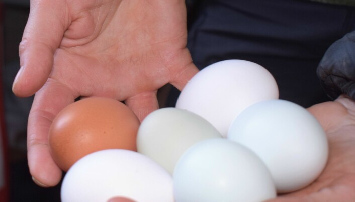Varje förmiddag plockar Eva runt 400 ägg.