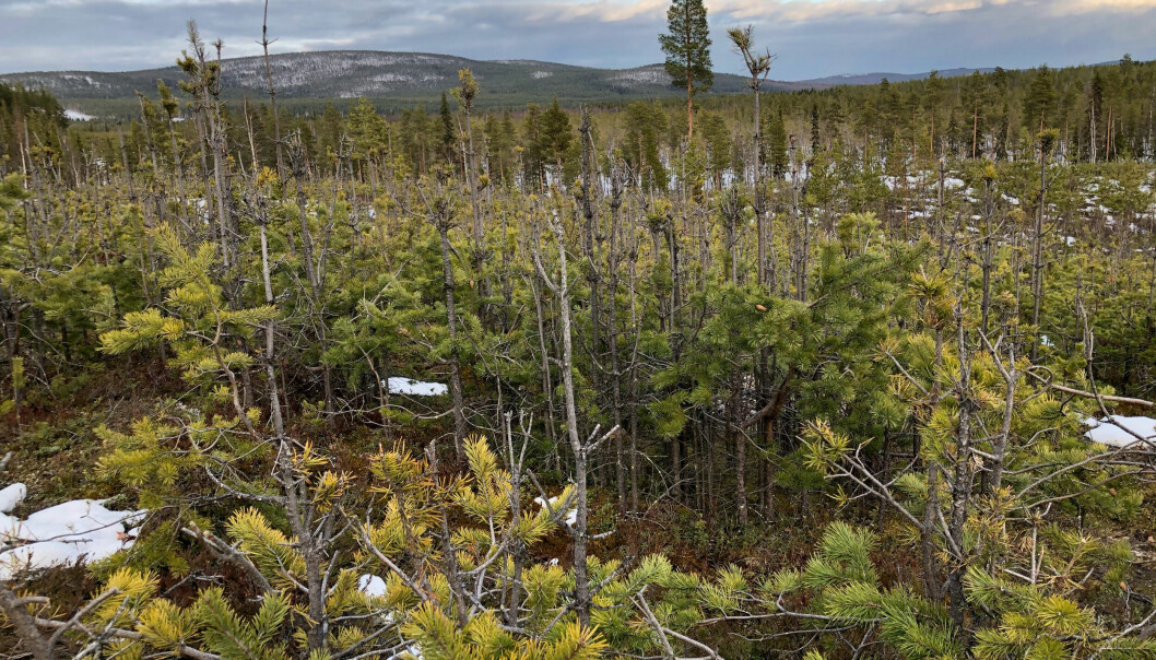 Ungskog hårt betad av älg. Foto: Robert Lind/Skogsstyrelsen