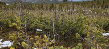 Sämre ungskogar i norr och inlandet visar satellitbilder