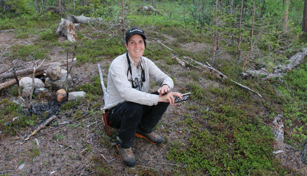 Terese Olofsson under dokumentation av samisk barktäkt utanför Jokkmokk år 2020.