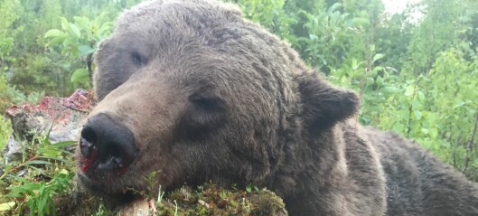 Överskott på björnhonor – kan behöva skjutas