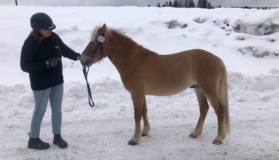 Linda Degermark från Alsen med vårt gotlandsruss Rocka Billy.