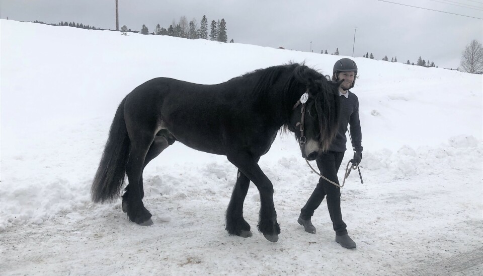 Anton Olofsson från Järpen med nordsvenska brukshästen Herman.