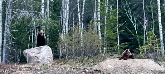 Oro för björn i Hemsjö – fastighetsägare kräver avlivning