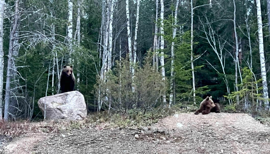 Björnar har fortsatt att orsaka oro i Hemsjö i Bräcke kommun. Här en annan björnmamma med sin unge fotograferad under en tur utanför Bräcke.